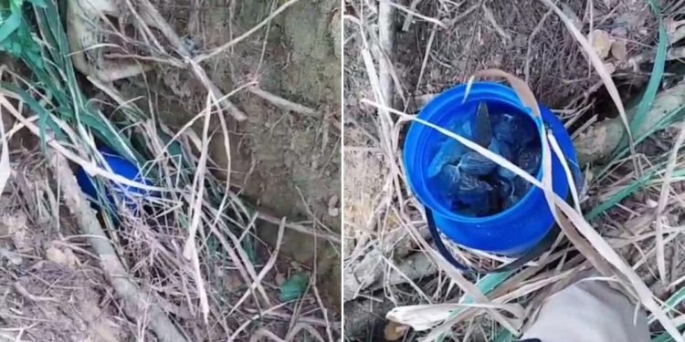 Polícia encontra drogas escondidas na raiz de árvore e prende três por tráfico em Itabirinha